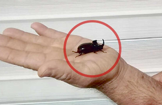 Mersin'de, gergedan böceği bulundu