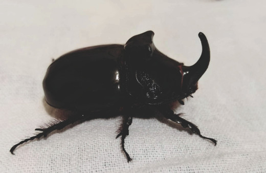 Dünya'nın en güçlü hayvan türlerinden biri! Gergedan böceği nerede bulundu