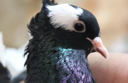 Şanlıurfa'da tanesi 600 TL! İki gözü de farklı renkte olan güvercin Van kedisine rakip