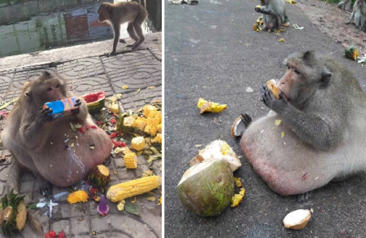 Obez maymunu diyet kampına yolladılar! Önce yemekleri çaldı sonra firar etti