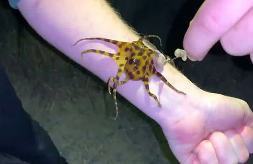 30 insanı aynı anda öldürebilen ahtapotu çıplak teninde gezdirdi