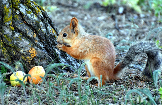 Kars'ta kayısı ile beslenen sincapların sevimliliği görülmeye değer