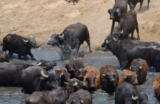 Balıkesir'den belgeselleri aratmayan görüntü
