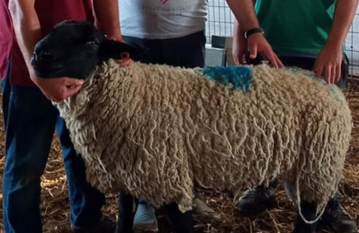 İngiltere'den Bursa'ya getirildi araba fiyatına satılıyor