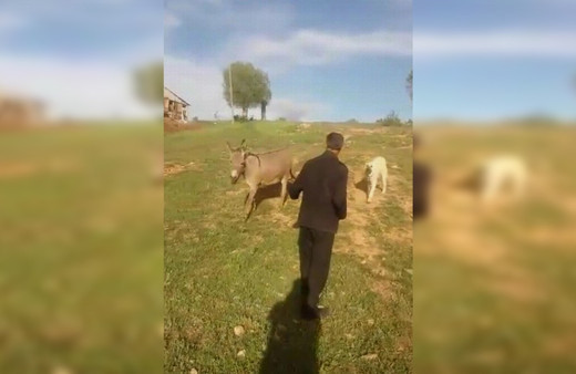 Gümüşhane'de hastaneden dönen çobana gülümseten karşılama