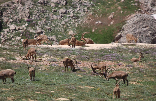 Munzur Dağı'nın zirvesinde Bezuvar dağ keçileri