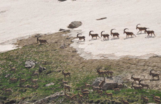 Tunceli'de bezuvar dağ keçileri sürü halinde görüntülendi