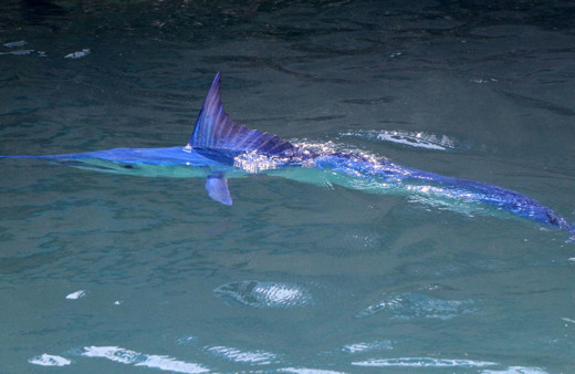 Mavi yelken balığı Antalya Kemer'de görüntülendi! Dünyanın en hızlısı