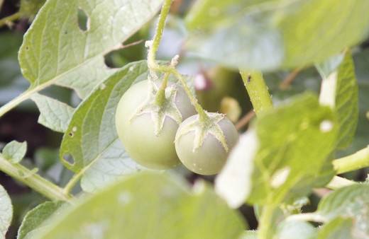 Bilecik'te ekilen patatesleri içinden domates çıktı