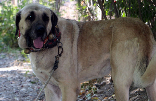 Köpeğin yavruları daha doğmadan satılığa çıktı! Bir köpeğe 20 bin liralık teklif yapan bile var