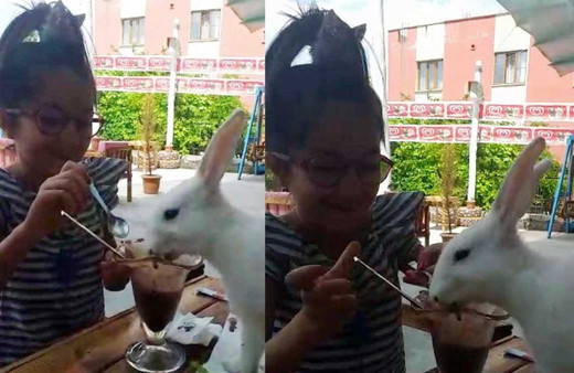 Siirt'te sıcaktan bunalan tavşanların dondurma keyfi