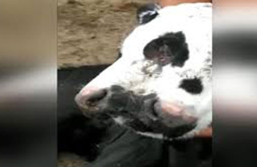 Arjantin’de 3 gözlü, 2 ağızlı doğan buzağı şaşkınlık yarattı