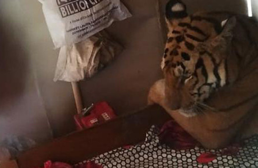 Selden kaçan kaplan eve sığındı ev sahiplerinin halini bir düşünün