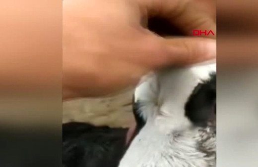 Arjantin’de 3 gözlü, 2 ağızlı doğan buzağı şaşkınlık yarattı