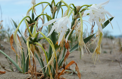 Sinop'ta nesli tükenmek üzere olan kum zambağını koparanlara rekor ceza