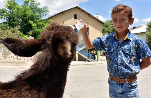 Muş'ta 4 aylıkken annesi ölen sıpaya sahip çıktılar! Özsüz sıpa beldenin maskotu oldu