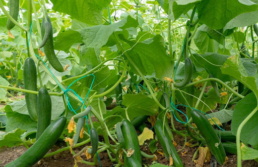 Salatalığın kilosu tarlada 50 kuruşa gidiyor