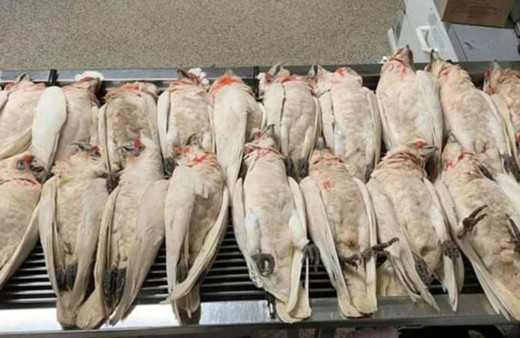 Gökten gözleri kanayan ve çığlık atan kuşlar yağdı