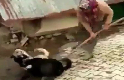 Çorum'da boğuşan köpekleri kürekle ayıran kadın hakkında şoruşturma açıldı!
