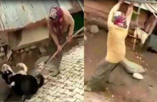 Boğuşan köpekleri kürekle ayırmaya soruşturma