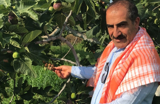 Aydın'dan tüm dünyaya ihraç ediliyor! İngiltere Kraliyet ailesinin gözdesi olmayı başardı