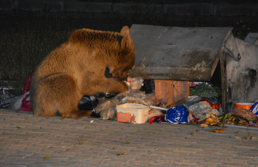 Kars'ta vatandaşların arasına kadar indiler! Görenler korku dolu anlar yaşadı