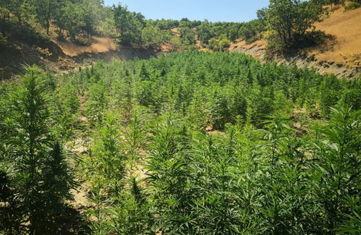 Diyarbakır'da 723 bin 860 kök Hint keneviri ele geçirildi