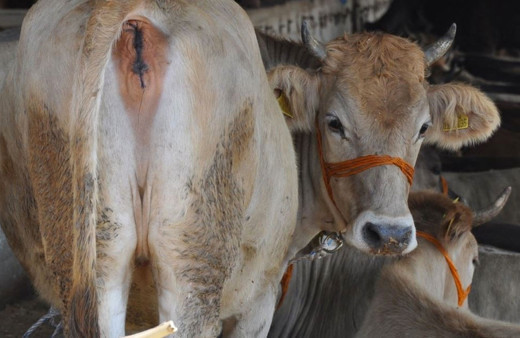 Borcu olan kurban kesebilir mi Diyanet cevabı ne diyor?