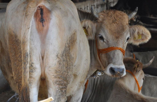 Mehmetçik vakfı kurbanlık bağış 2020 fiyatları