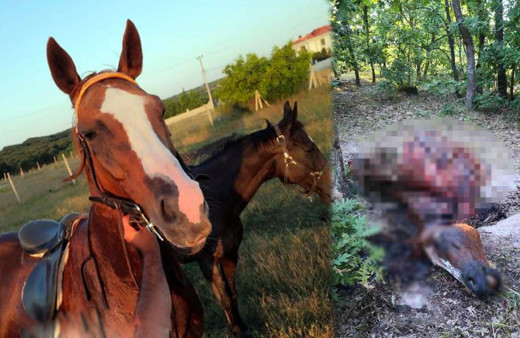 Böyle vahşet olmaz! İngiliz yarış atını çalıp parçaladılar