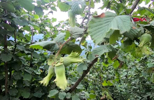 Fındık fiyatları düştü! Bu bir oyun iddiası