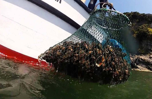 Deniz salyangozu Türkiye ekonomisine 15 milyon dolar kazandırıyor! Kansere iyi geliyor