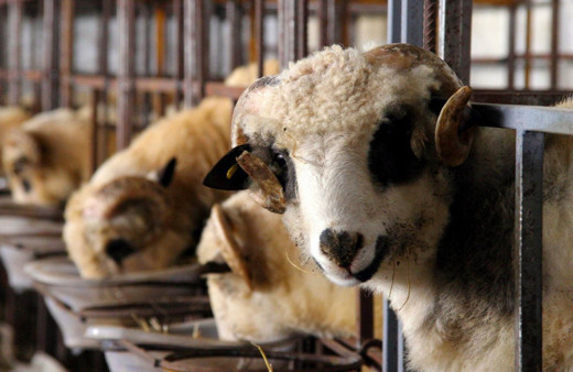 Bayram tatili kaç gün 2019 9 gün oldu mu?