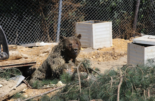 Tavuk üretim çiftliğinde foseptiğe düşen ayı kurtarıldı