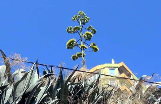 Adını daha önce duymadınız! 30 yıl sonra Silivri'de çiçek açan çiçek şaşırttı