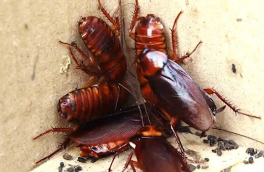 Hamam böcekleri ile ilgili şoke eden iddia! Dünyayı ele geçirmeye mi hazırlanıyor