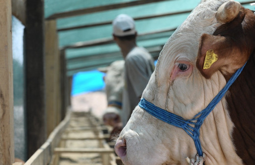 A101 kurbanlık fiyatları belli oldu 2019 yılı dana hisse ve koç fiyatları