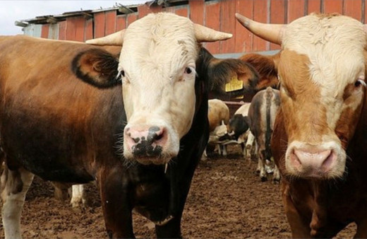 Carrefour kurbanlık 2022 fiyat listesi büyükbaş hisse fiyatı-karaman koç fiyatı cep yakıyor