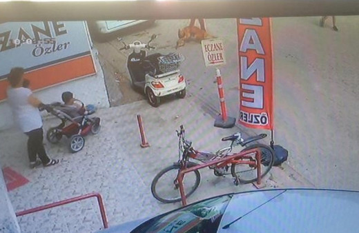 Adana'da Pitbull cinsi köpeğe 'Çıtır'ı parçalatan üç çocuk yakalandı