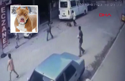 Adana'da hamile kediyi Pitbull'a parçalattılar twitter ayağa kalktı