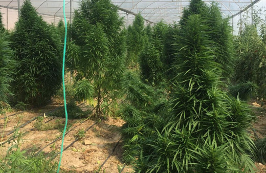 Bilecik'te serasında uyuşturucu bulunan bir kişi tutuklandı!