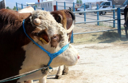 Kurbanlık seçecekler dikkat! Hayvanda eğer bunlar varsa kesinlikle almayın