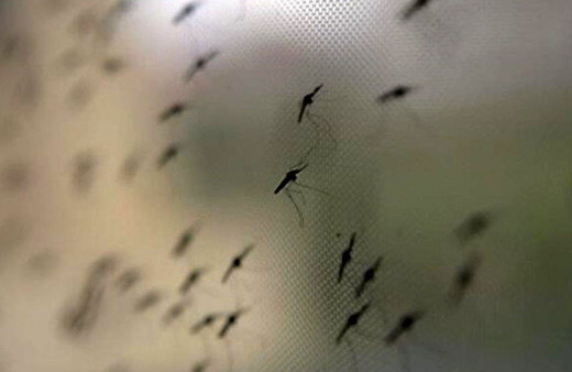 Batı Nil Virüsü'nün İstanbul'a nasıl geldi? Avcılar Belediye Başkanı Hançerli açıkladı