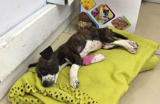 Bursa'da hayvan cinayeti! Vücuduna yapışan poşetle konteynırda bulundu