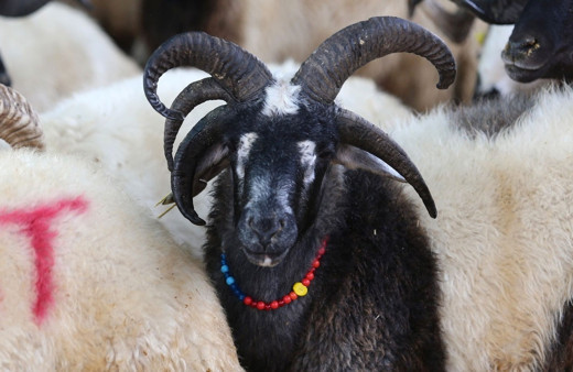 Kurbanlık koç fiyatları 2020 ne kadar oldu il il fiyatlar