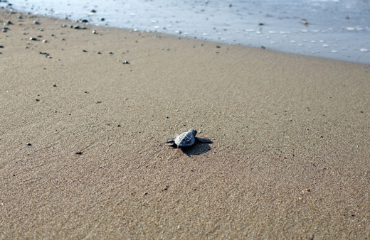 Akdeniz'de nesilleri tükenmek üzere! Binlercesinden sadece birkaçı hayatta kalıyor