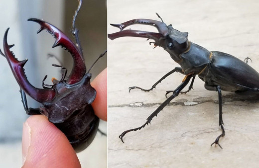 150 bin dolar ediyor! Doğada nadir bulunan Geyik Böceği Elazığ'da görüldü