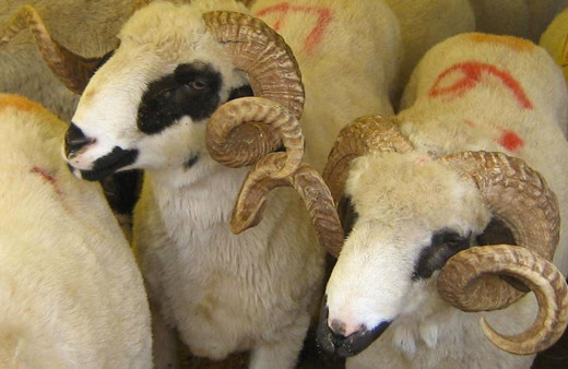 20 mahalle karantinaya alındı İzmir'de veba alarmı!