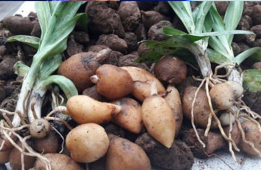 Sinop’ta yaklaşık 700 adet salep dikimi yapıldı