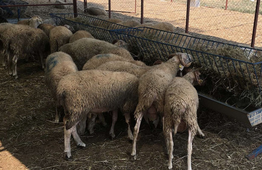 Kurban bayramı tatili kaç gün 2019 15-16 Ağustos tatil mi oldu?